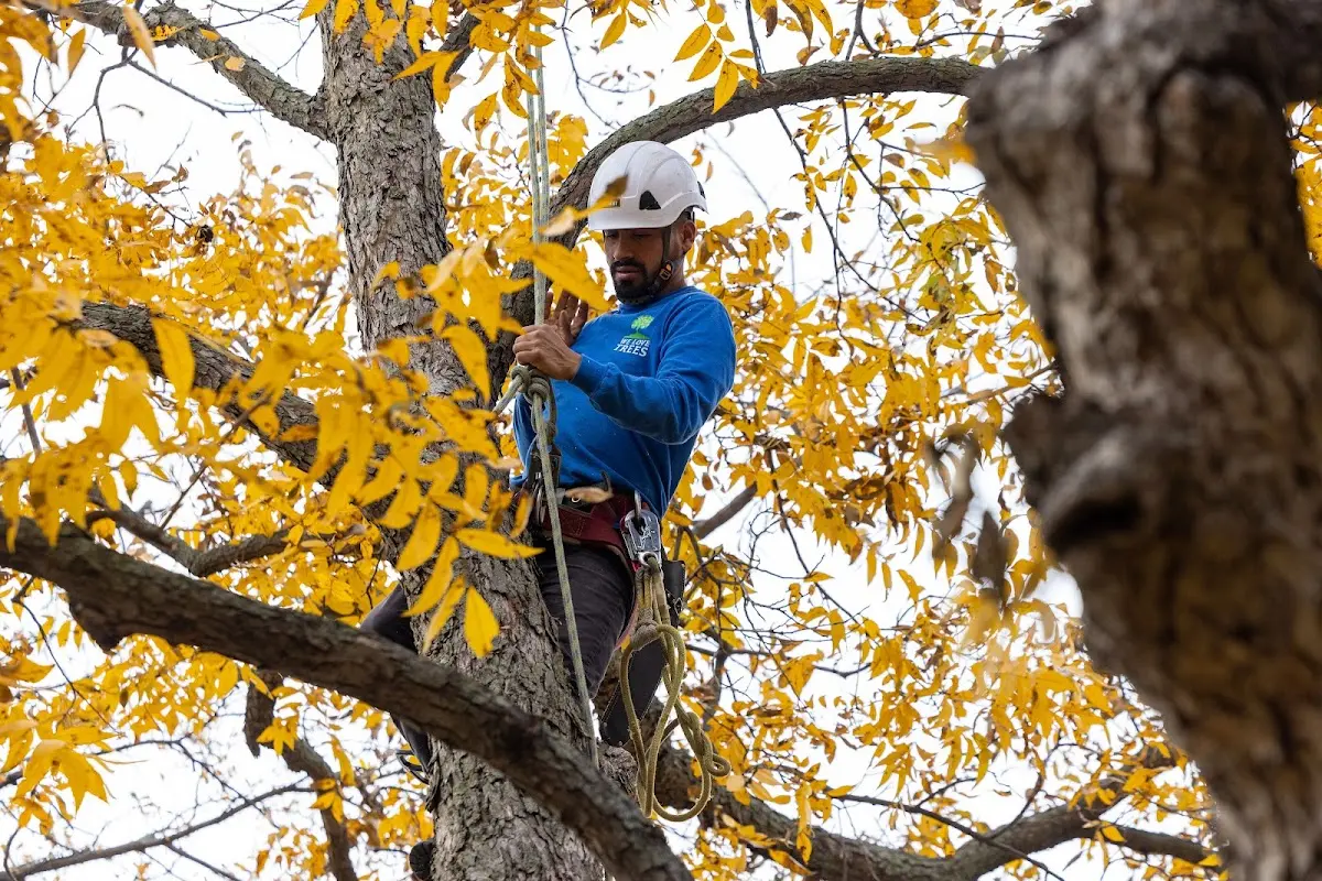 Skilled Tree Trimming crew working in Lyndon Station